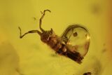 Four Fossil Springtails (Collembola) In Baltic Amber #90856-3